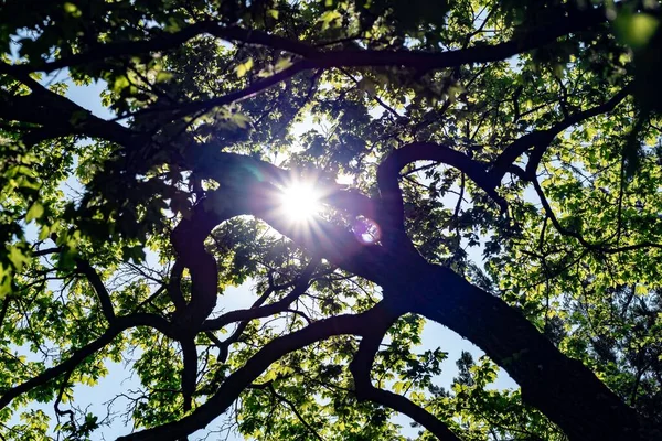 Низкоугольный Снимок Солнца Сияющего Сквозь Ветви Листья Летней Елки — стоковое фото