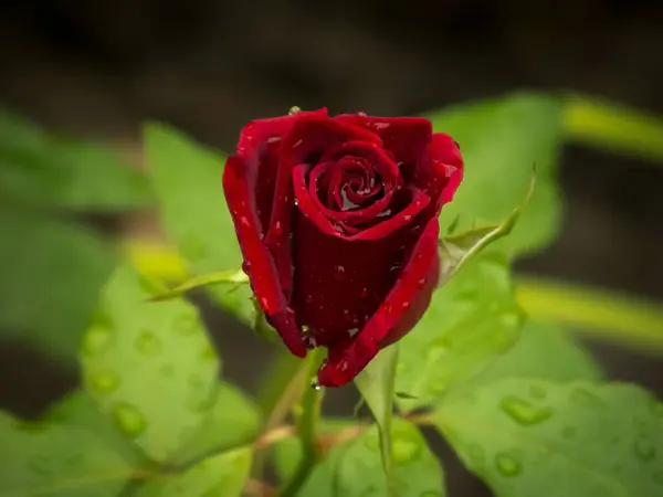 Zbliżenie Kwitnącej Czerwonej Róży Rozmytym Tle — Zdjęcie stockowe