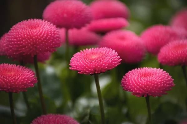 供背景使用的粉色贝伦贝花的美丽景色 — 图库照片