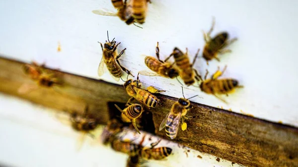 Ένα Κοντινό Πλάνο Μιας Ομάδας Μελισσών Στον Τοίχο Της Κυψέλης — Φωτογραφία Αρχείου
