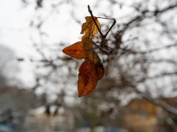 Płytkie Ogniskowe Ujęcie Pomarańczowych Jesiennych Liści Gałęzi Drzewa — Zdjęcie stockowe