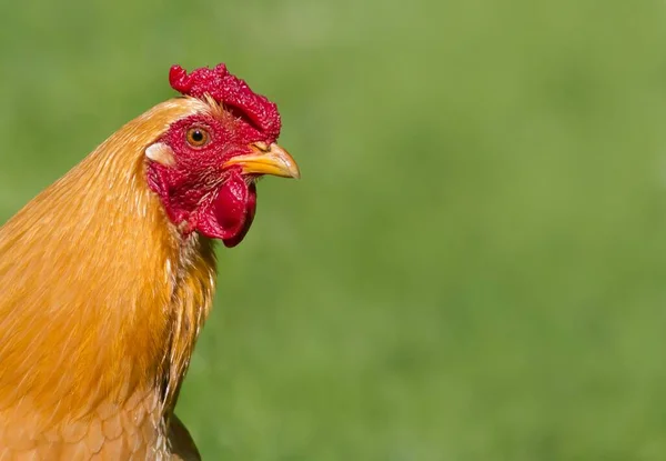 Nahaufnahme Eines Huhns Auf Der Weide — Stockfoto