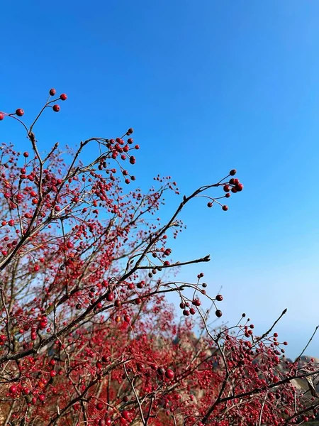 Galhos Árvore Com Folhas Vermelhas Contra Céu Azul — Fotografia de Stock