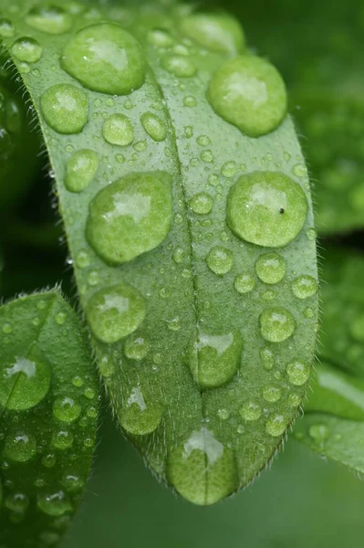 Eine Nahaufnahme Von Wassertropfen Auf Myosotis Pflanzenblatt — Stockfoto