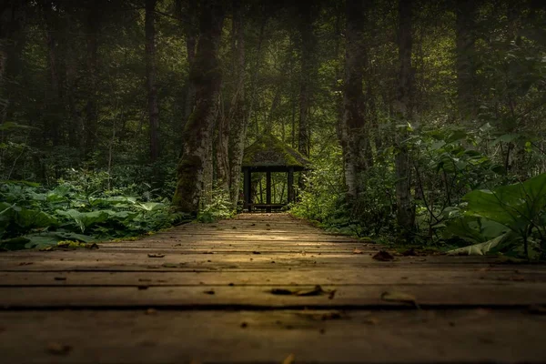 Beautiful View Wooden Path Leading Gazebo Forest Trees — Stock Photo, Image