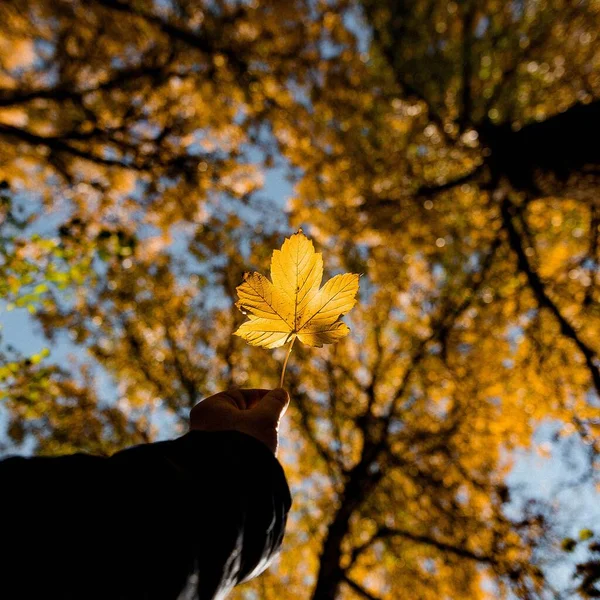 Close Mão Uma Pessoa Segurando Uma Folha Outono Uma Floresta — Fotografia de Stock
