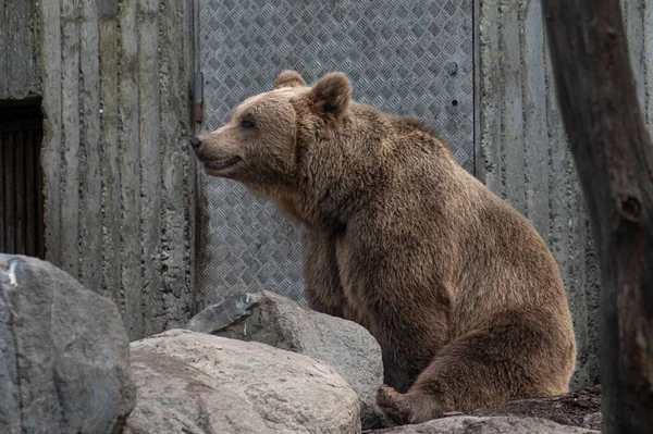 一只灰熊坐在动物园的岩石上 — 图库照片