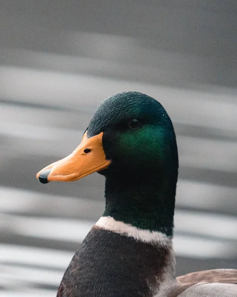 Close Shot Cute Little Mallard Duck Floating Calm Lake — Stock Photo, Image