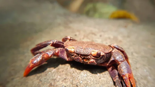 Closeup Crab Roșu Piatră — Fotografie, imagine de stoc