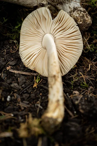 토양에 버섯을 수직으로 — 스톡 사진