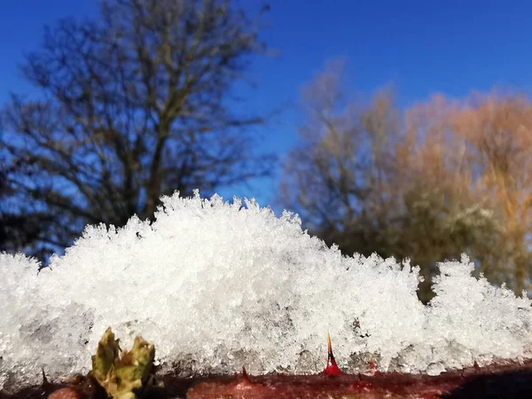A closeup shot of frost on leaves