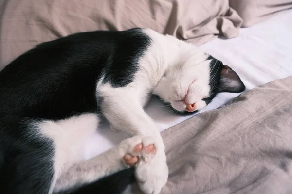 Кот Спит Кровати — стоковое фото