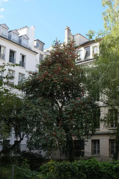 Pionowe Zdjęcie Zabytkowych Budynków Pobliskimi Drzewami Paryżu Francja — Zdjęcie stockowe