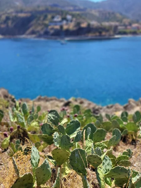 stock image A vertical shot of Opuntia plant growing under sunlight and blue water in the background