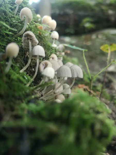 森の中で育つキノコと苔の垂直ショット — ストック写真