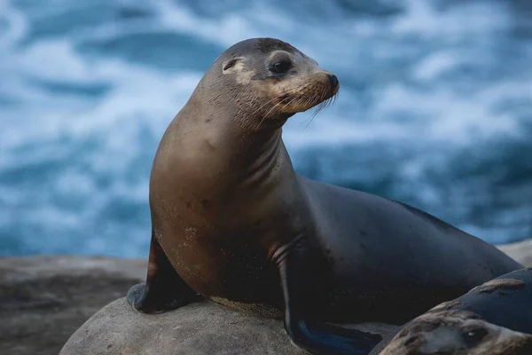 A closeup of California sea lion resting on the rock