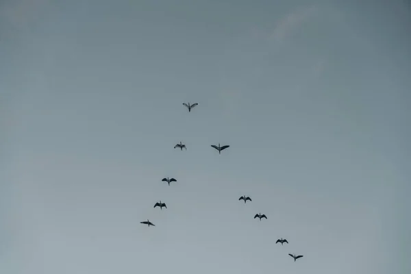 Closeup Shot Black Birds Flying Sky Sunny Day — Fotografia de Stock