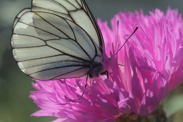 Primo Piano Una Farfalla Bianca Venata Nera Fiordaliso Rosa Giardino — Foto Stock