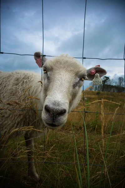 一张瑞典绵羊把头伸出农场栅栏的垂直照片 仔细地看着它 — 图库照片