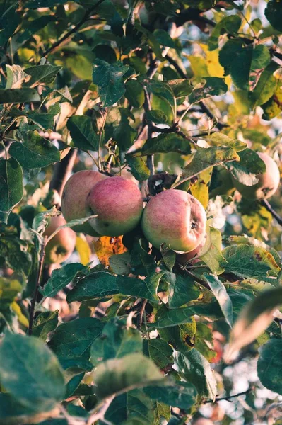 Las Manzanas Maduras Una Rama Árbol Verticales —  Fotos de Stock