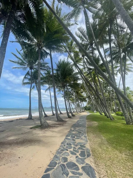 Een Verticaal Schot Van Een Prachtige Palm Baai Langs Zee — Stockfoto