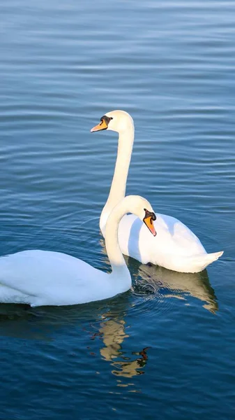 ドナウ川で泳いでいる2つの美しい白い白鳥の垂直ショット — ストック写真