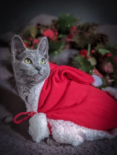 美しい赤と白のクリスマスの衣装で愛らしい英国の短剣猫の垂直ショット — ストック写真