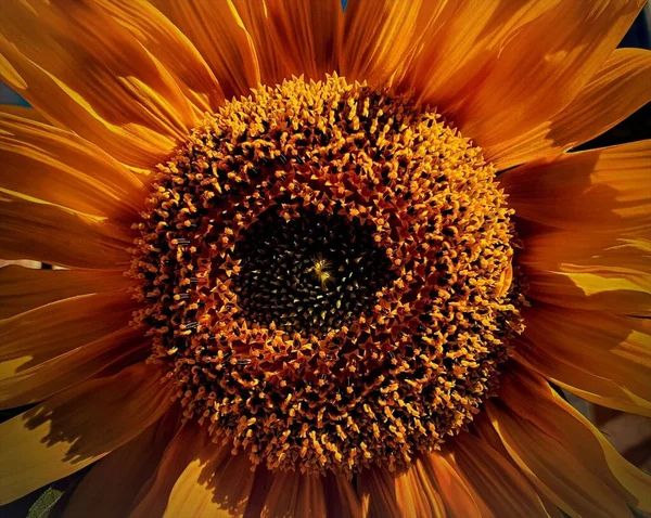 Makro Ujęcie Rozmytego Wnętrza Kwitnącego Jasnopomarańczowego Gerbera Kwiatu — Zdjęcie stockowe