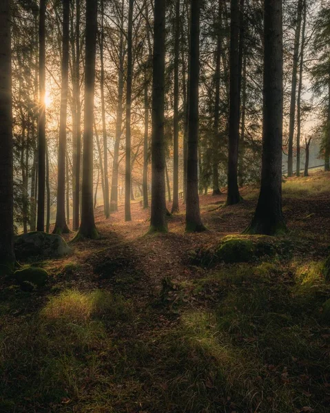 Plan Vertical Une Forêt Dense Avec Lever Soleil Visible Travers — Photo