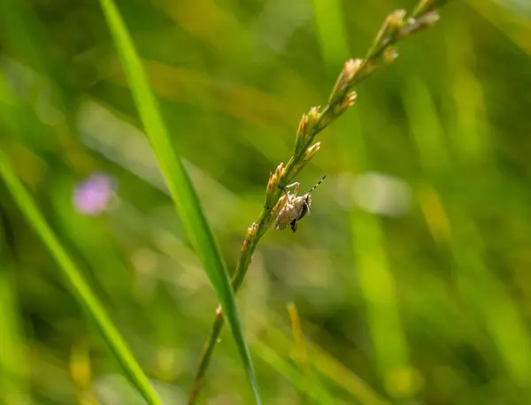 Close Pequeno Bug Empoleirado Uma Flor Verde — Fotografia de Stock
