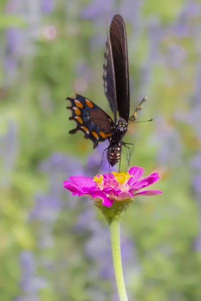 Güzel Siyah Bir Kelebek Pembe Bir Çiçeğin Üzerinde — Stok fotoğraf