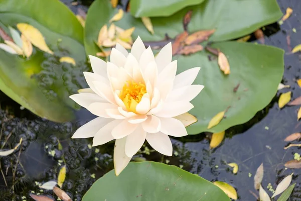 Een Closeup Van Bloeiende Witte Lotus Het Water — Stockfoto