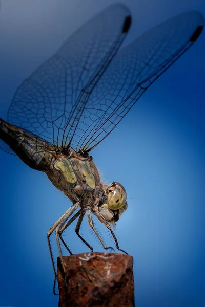Selektivní Zaměření Vážky — Stock fotografie