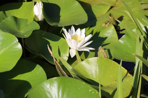 An Indian Lotus flower floating in a pond covered in round leaves on a sunny day