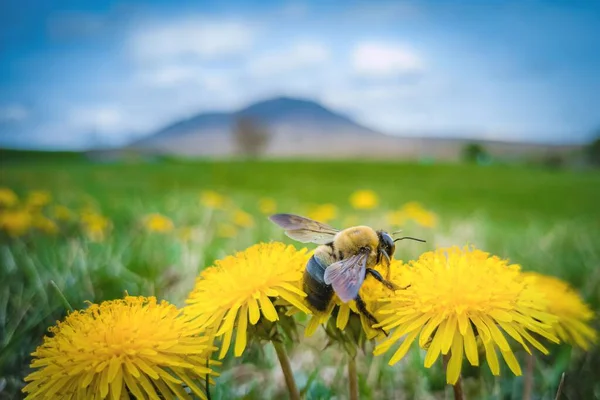 Zbliżenie Ujęcia Pszczoły Kwiatach Mniszka Lekarskiego — Zdjęcie stockowe