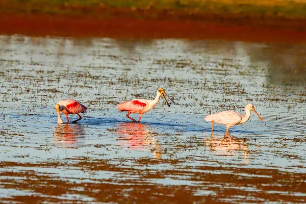 Der Rosenlöffelvogel Einem Teich — Stockfoto