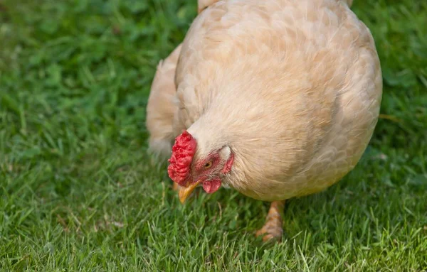 一只肥母鸡在草地上的特写镜头 — 图库照片