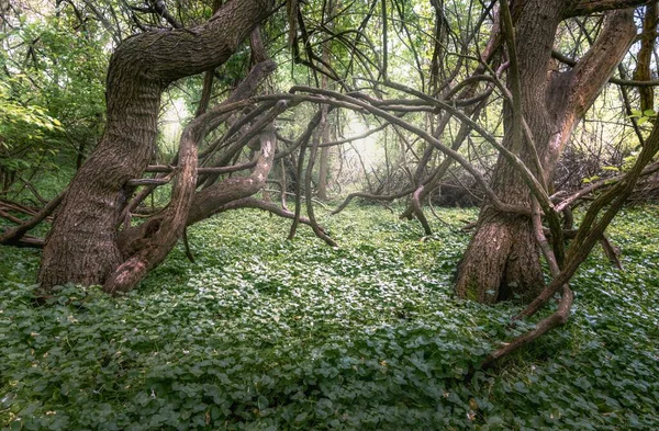Ein Schöner Blick Auf Zwillingsbäume Wald — Stockfoto