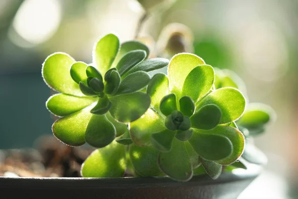 Egy Közeli Felvétel Egy Zöld Növényről Egy Cserépben Napfény Alatt — Stock Fotó