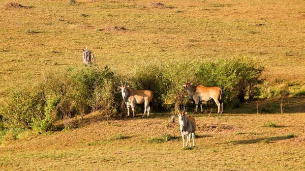 Gli Antilopi Pascolano Nella Savana Africana Vicino Agli Alberi — Foto Stock