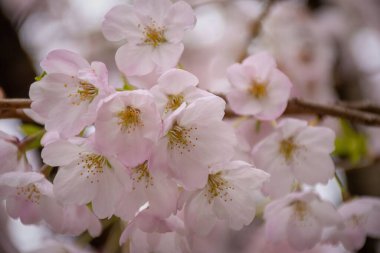 Kiraz çiçeğinin güzel manzarası