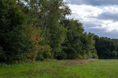 Bulutlu bir gökyüzünün altında sık ağaçlar olan yeşil çimen manzarası