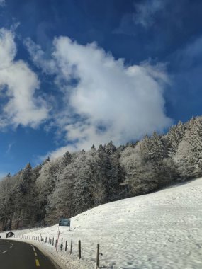 Bir dağın kenarındaki çam ağaçlarının dikey görüntüsü.