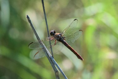 Güneşli bir günde tarlada bir bitki dalına tutunan kırmızı bir yusufçuk.