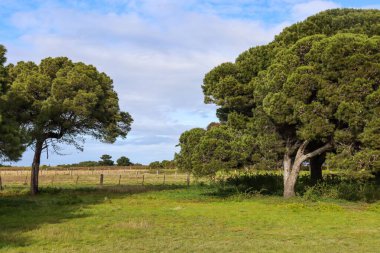 Yoğun ağaçlarla çevrili yeşil bir alan.