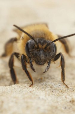 Dişi Andrena Carantonica 'nın makro görüntüsü, kumlu zeminde bir çikolata madeni arısı.