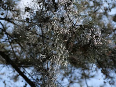 Mavi gökyüzünün arka planındaki ağaç dallarına yakın çekim