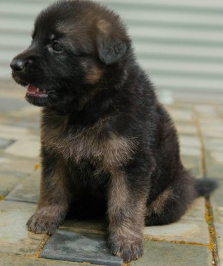 Çok tatlı bir Alman çoban köpeğinin yakından görüntüsü.