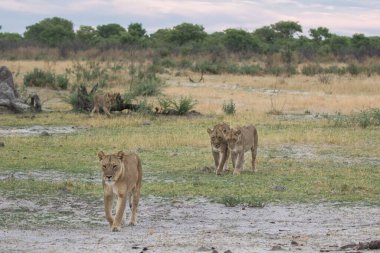 Kudretli Aslan avlanmaya hazır dişi aslanları izliyor.