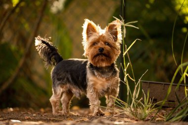 Şirin bir Yorkshire Teriyeri köpeği park çimlerinde dikilip kameraya bakıyor.